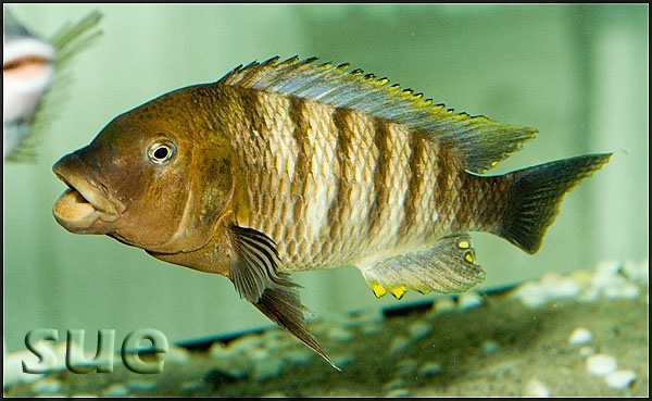 Petrochromis famula 'Katete'